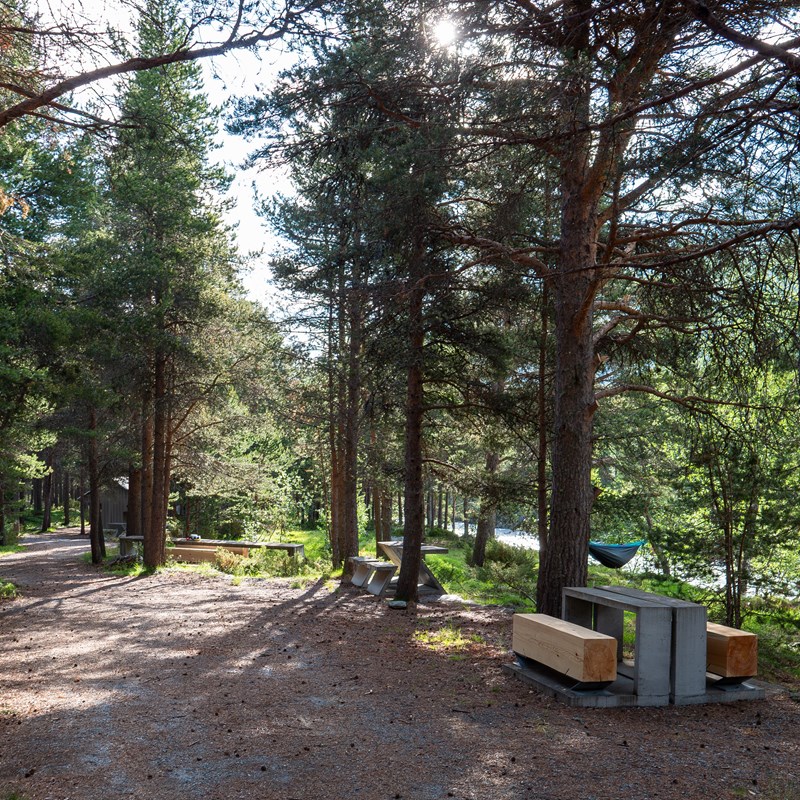 Pine trees in gravel path to prevent motorized traffic.