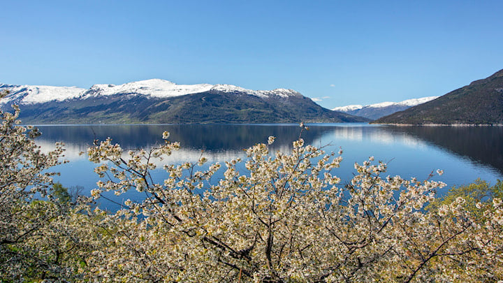 Blomstrende frukthager ved Hardangerfjorden nær Kinsarvik.